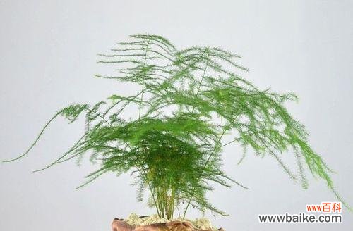 探索文竹花语的内涵与象征意义 寓意深远的文竹花语