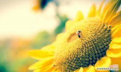 以向日葵的花语寓意为主题的文章探讨 向日葵花语