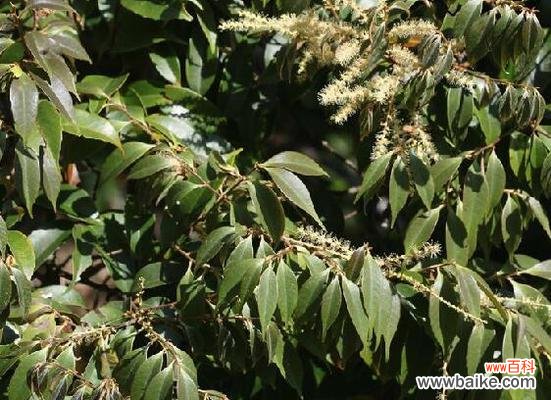 探索乔木胸径在树木生长与管理中的应用 解读乔木胸径的重要意义