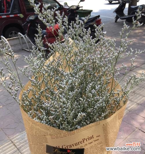 浪漫之花语 爱之花语——以情人草的花语