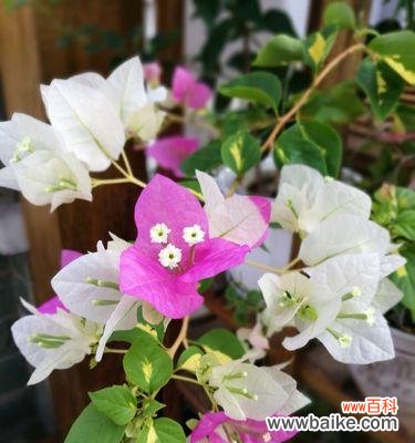 绽放的勇气 三角梅花语与传说