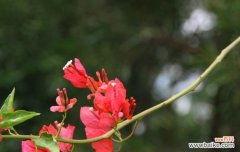 探寻三角梅的意义与神奇之处 三角梅的花语与传说