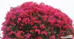 探寻三角梅花的神秘内涵与传达的情感 三角梅花的花语与寓意——美丽绽放的象征