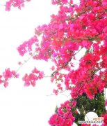 美丽绽放 三角梅的花语