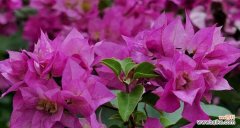 探索三角梅的特点与象征意义 三角梅