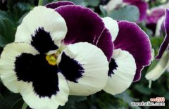 用花言巧语述说三色堇的生命之美 三色堇花语之美