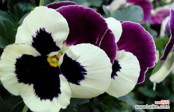 用花言巧语述说三色堇的生命之美 三色堇花语之美