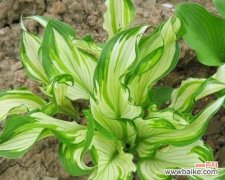 探寻传统文化中的智慧与信仰 揭秘以杀头苗的含义与传承