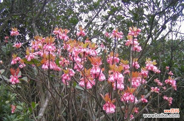 春风拂面 《深山含笑的花语与传说》