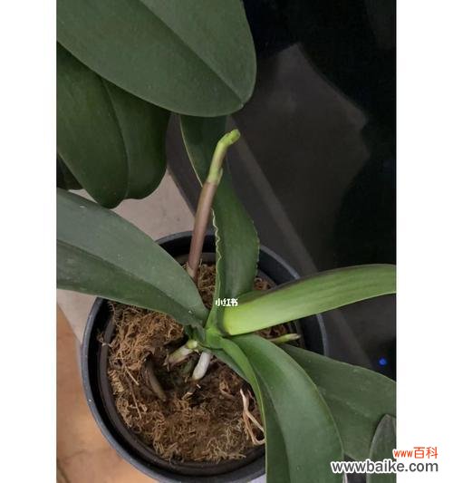 培育健康幼苗 实生苗的重要性及种植技巧