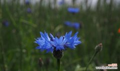 揭开矢车菊的神秘面纱 矢车菊