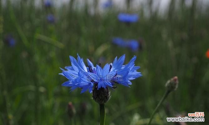 揭开矢车菊的神秘面纱 矢车菊