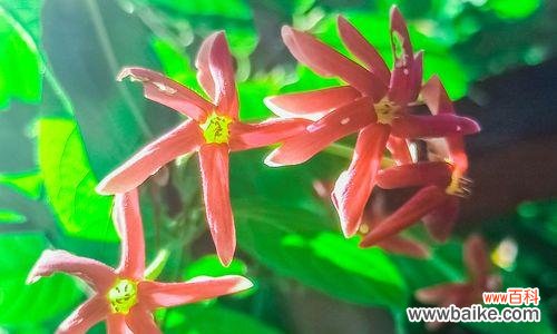 探索古代君子精神在花卉中的表达方式 君子花语与寓意