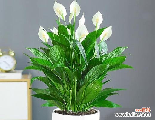 哪种花象征财富和好运?