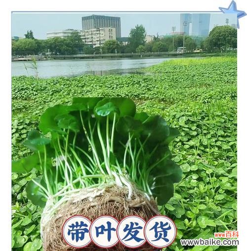 哪种花象征财富和好运?