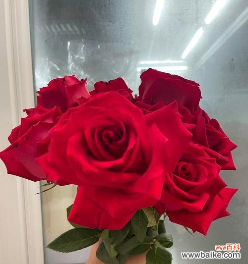 表达生死爱情的玫瑰花语是什么?