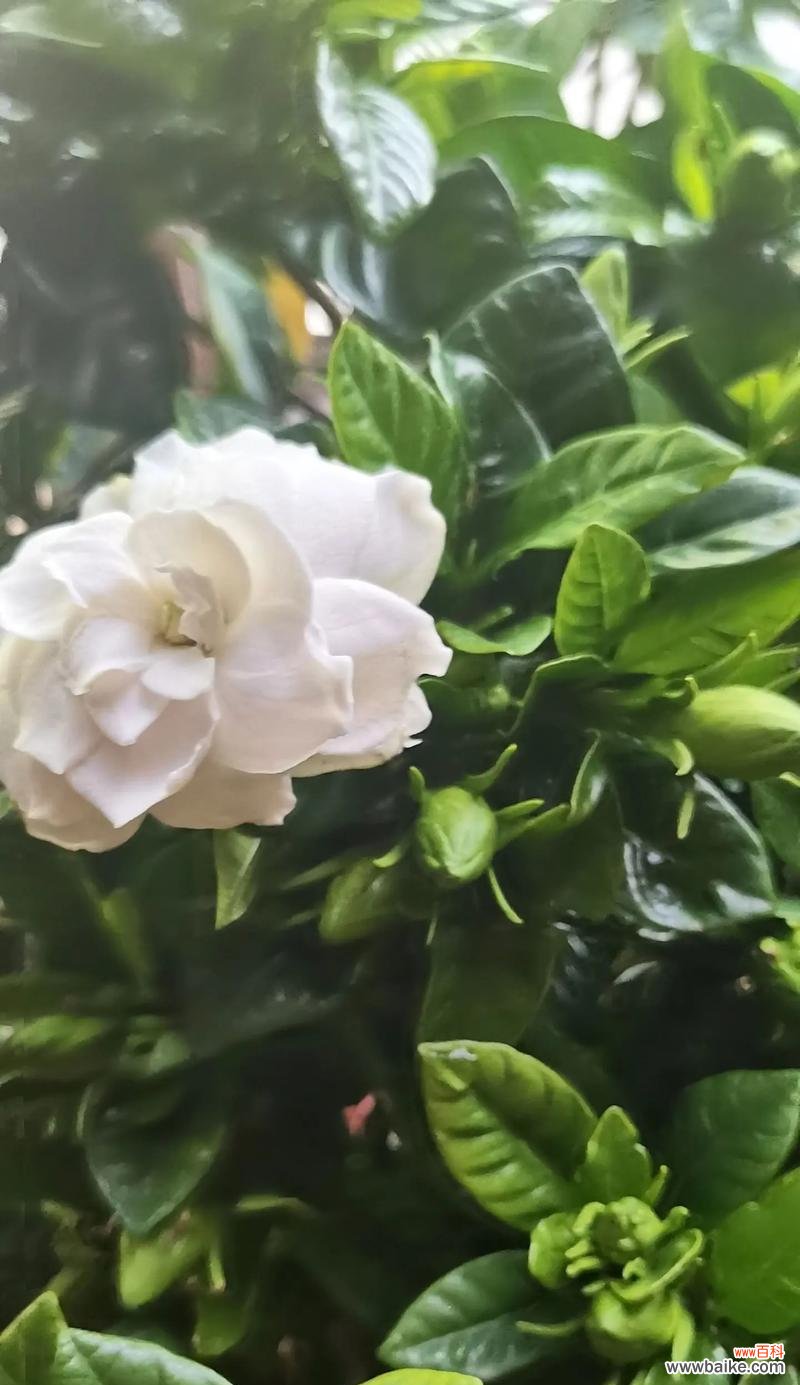 栀子花在雨中的花语代表什么？