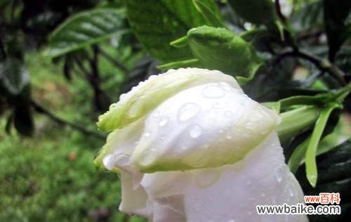 栀子花在雨中的花语代表什么？