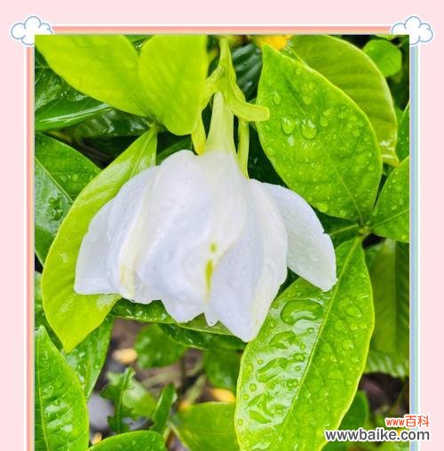 栀子花在雨中的花语代表什么？