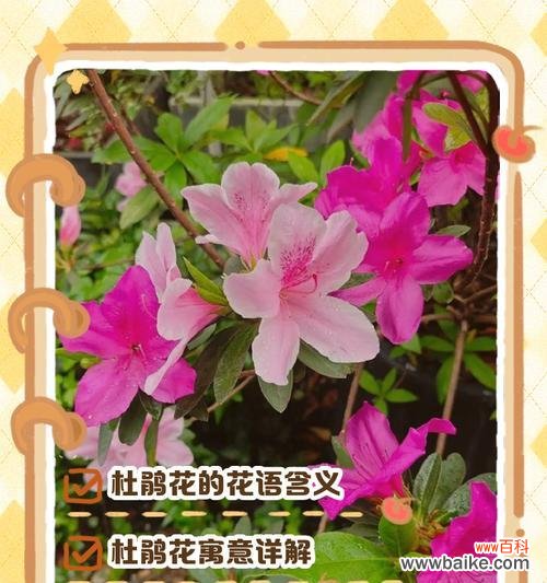 哪种花的花语代表享受？