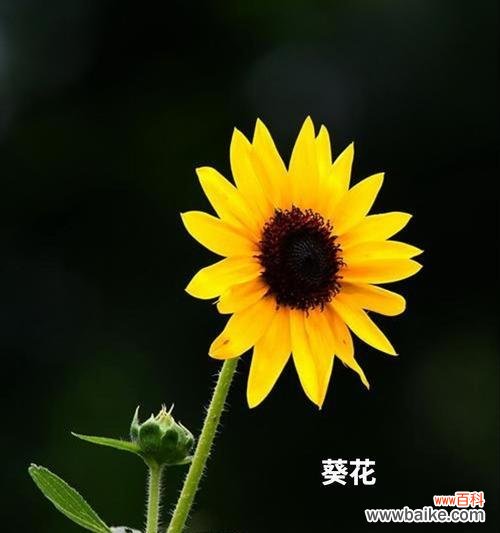 哪种花的花语代表享受？