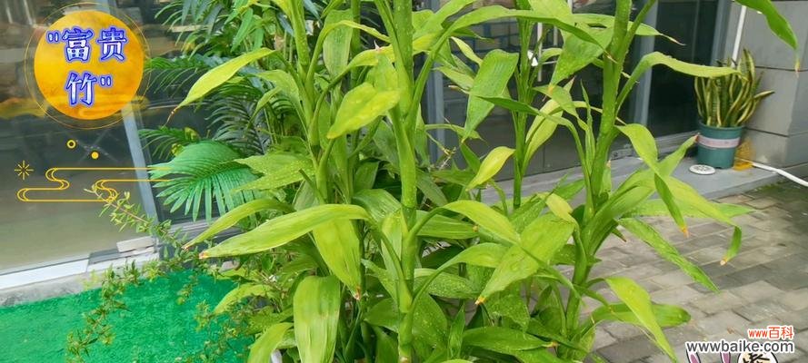 富贵竹的花语为何是花开富贵？