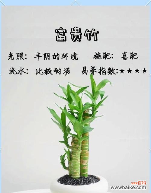 富贵竹的花语为何是花开富贵？