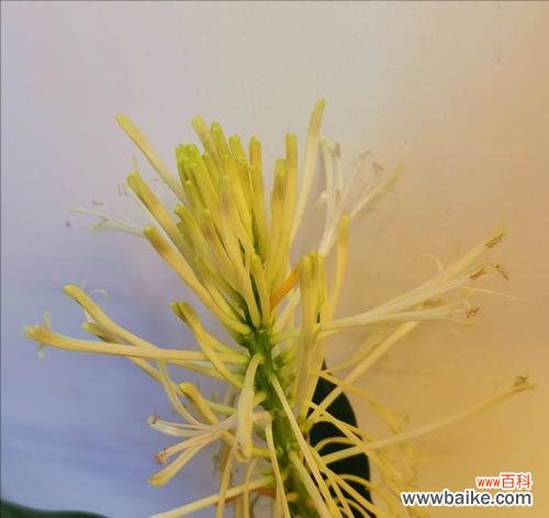 富贵竹的花语为何是花开富贵？