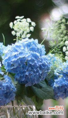 绣球花浅蓝色的花语是什么？绣球花颜色与花语有何关联？