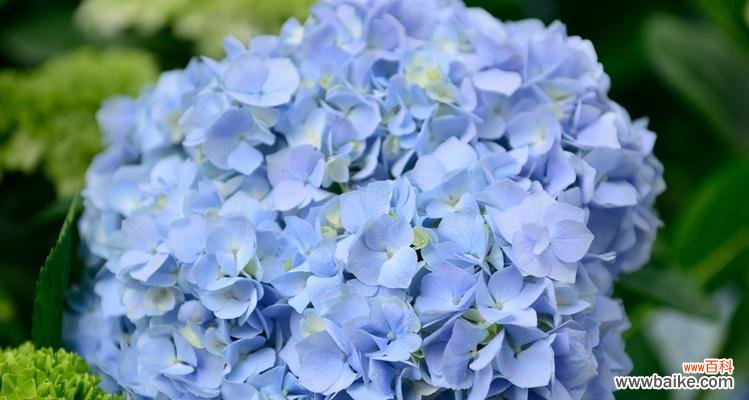 绣球花浅蓝色的花语是什么？绣球花颜色与花语有何关联？