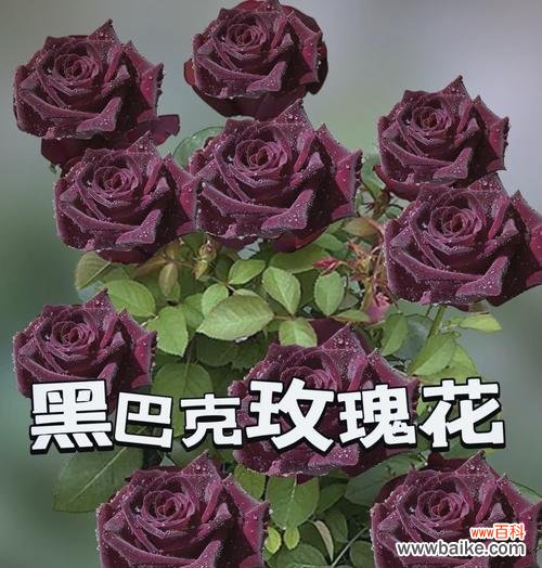 黑色和粉红色玫瑰的花语是什么？它们各自象征着什么？
