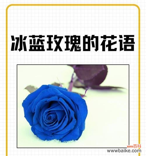 黑色和粉红色玫瑰的花语是什么？它们各自象征着什么？