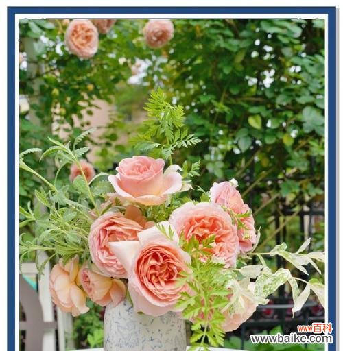 月季甜梦的花语有何特别之处？