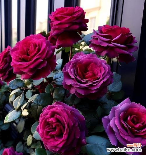 月季甜梦的花语有何特别之处？