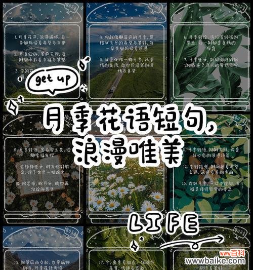 月季甜梦的花语有何特别之处？