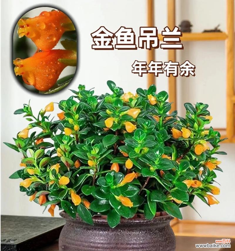 吊兰花语代表什么？