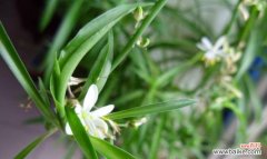 吊兰花语代表什么？