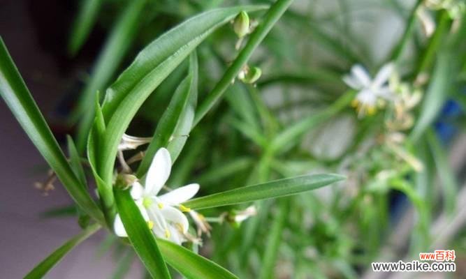 吊兰花语代表什么？