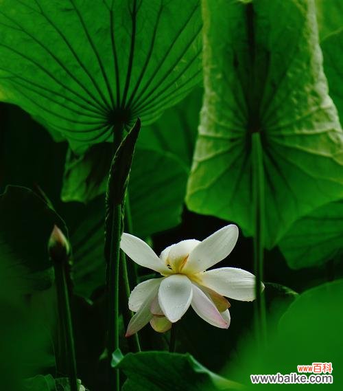 水出芙蓉象征着什么？