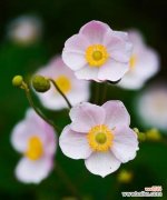 粉碗花的花语含义是什么？它象征着什么？