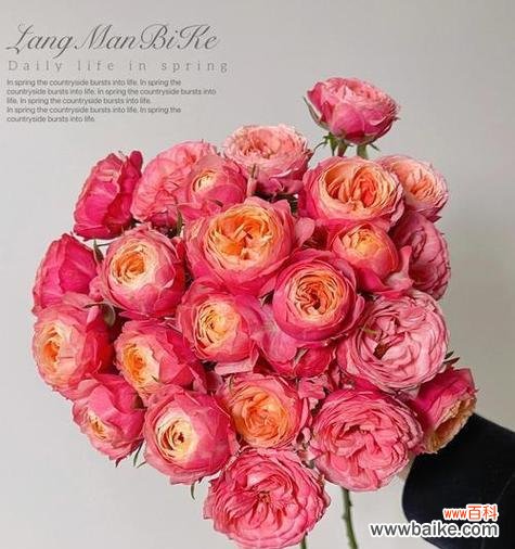 欧巴点评的玫瑰花语是什么?欧巴如何解读玫瑰花语?