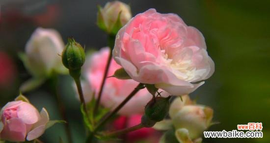 探寻野蔷薇的美丽花语与内涵 野蔷薇的花语