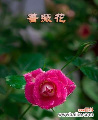 探寻野蔷薇的美丽花语与内涵 野蔷薇的花语