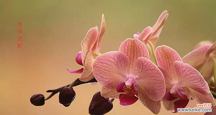香气四溢的洋兰,传递美好祝福 洋兰花语——优雅与祝福