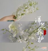香气四溢的洋兰，传递美好祝福 洋兰花语——优雅与祝福