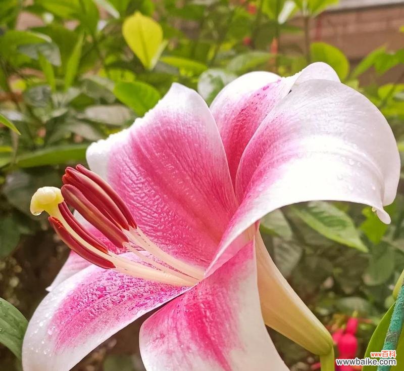 解读亚洲百合的神秘花语之谜 百合花语探秘