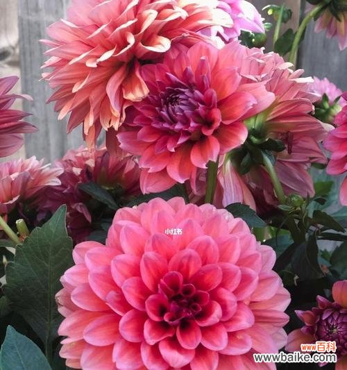 探索小丽花的花语与文化传承 小丽花的象征意义与美丽传说