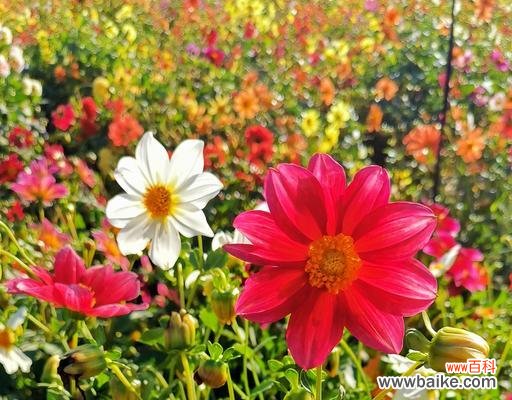 探索小丽花的花语与文化传承 小丽花的象征意义与美丽传说