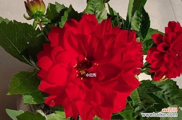 探索小丽花的花语与文化传承 小丽花的象征意义与美丽传说