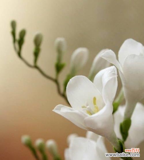 探索小苍兰的神秘花语，解读其中的美丽寓意 小苍兰的花语与意义